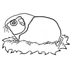 Página para colorir: Porquinho-da-índia (Animais) #211125 - Páginas para Colorir Imprimíveis Gratuitamente