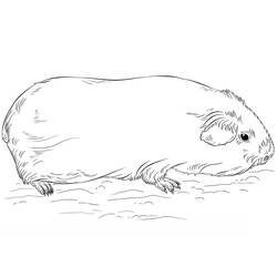 Página para colorir: Porquinho-da-índia (Animais) #211133 - Páginas para Colorir Imprimíveis Gratuitamente