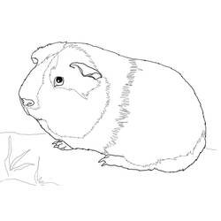 Página para colorir: Porquinho-da-índia (Animais) #211142 - Páginas para Colorir Imprimíveis Gratuitamente
