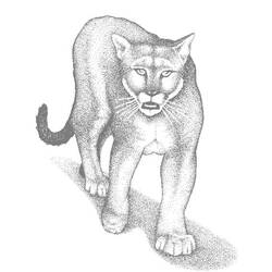 Página para colorir: Puma (animais) #4444 - Páginas para Colorir Imprimíveis Gratuitamente