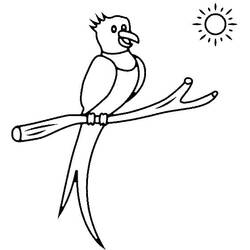 Desenho Quetzal (Animais) #180744 para imprimir e colorir