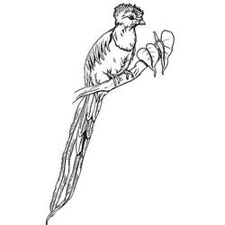 Desenho Quetzal (Animais) #180745 para imprimir e colorir