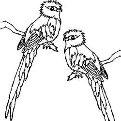Desenho Quetzal (Animais) #180749 para imprimir e colorir