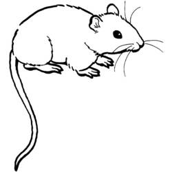 Página para colorir: Rato (animais) #13941 - Páginas para Colorir Imprimíveis Gratuitamente
