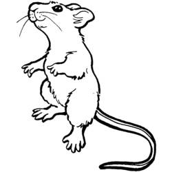 Página para colorir: Rato (animais) #13953 - Páginas para Colorir Imprimíveis Gratuitamente