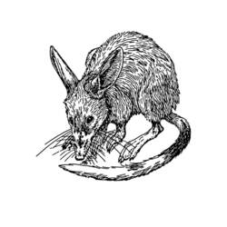 Página para colorir: Rato (Animais) #15182 - Páginas para Colorir Imprimíveis Gratuitamente