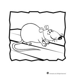 Desenho Rato (Animais) #15202 para imprimir e colorir