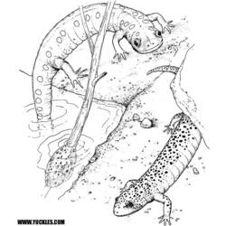 Página para colorir: Salamandra (animais) #19890 - Páginas para Colorir Imprimíveis Gratuitamente