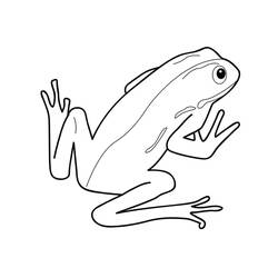 Desenho Sapo (Animais) #187316 para imprimir e colorir