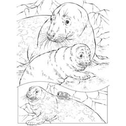 Página para colorir: Selo (animais) #16275 - Páginas para Colorir Imprimíveis Gratuitamente