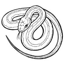 Desenho Serpente (Animais) #14361 para imprimir e colorir