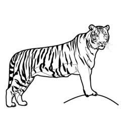 Página para colorir: Tigre (animais) #13587 - Páginas para Colorir Imprimíveis Gratuitamente