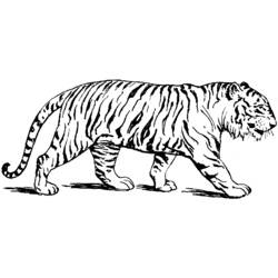 Página para colorir: Tigre (animais) #13588 - Páginas para Colorir Imprimíveis Gratuitamente