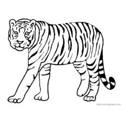 Página para colorir: Tigre (animais) #13591 - Páginas para Colorir Imprimíveis Gratuitamente
