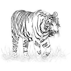 Página para colorir: Tigre (animais) #13599 - Páginas para Colorir Imprimíveis Gratuitamente