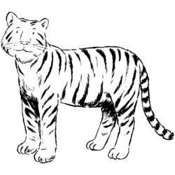 Página para colorir: Tigre (animais) #13621 - Páginas para Colorir Imprimíveis Gratuitamente