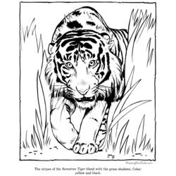 Página para colorir: Tigre (animais) #13664 - Páginas para Colorir Imprimíveis Gratuitamente