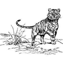 Página para colorir: Tigre (animais) #13710 - Páginas para Colorir Imprimíveis Gratuitamente