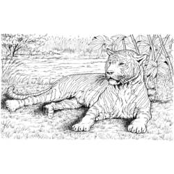 Página para colorir: Tigre (animais) #13742 - Páginas para Colorir Imprimíveis Gratuitamente