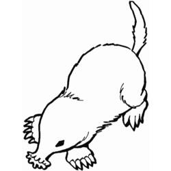 Desenho Toupeira (Animais) #19383 para imprimir e colorir