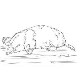 Desenho Toupeira (Animais) #210788 para imprimir e colorir