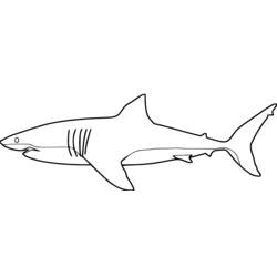 Página para colorir: Tubarão (animais) #14809 - Páginas para Colorir Imprimíveis Gratuitamente