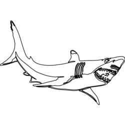 Página para colorir: Tubarão (animais) #14837 - Páginas para Colorir Imprimíveis Gratuitamente