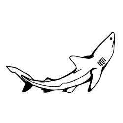 Página para colorir: Tubarão (animais) #14849 - Páginas para Colorir Imprimíveis Gratuitamente