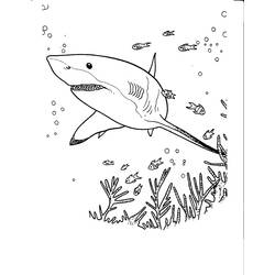 Página para colorir: Tubarão (animais) #14858 - Páginas para Colorir Imprimíveis Gratuitamente