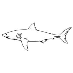 Página para colorir: Tubarão (animais) #14910 - Páginas para Colorir Imprimíveis Gratuitamente