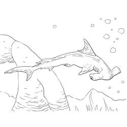 Desenho Tubarão-martelo (Animais) #221013 para imprimir e colorir