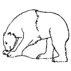 Página para colorir: Urso (animais) #12231 - Páginas para Colorir Imprimíveis Gratuitamente