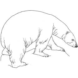 Página para colorir: Urso (animais) #12269 - Páginas para Colorir Imprimíveis Gratuitamente