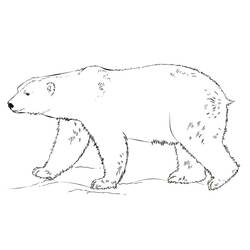Desenho Urso Polar (Animais) #201255 para imprimir e colorir