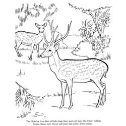 Página para colorir: veado (animais) #2663 - Páginas para Colorir Imprimíveis Gratuitamente
