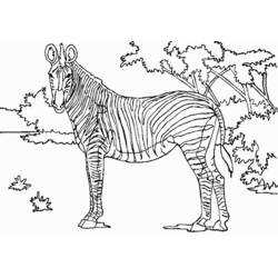Página para colorir: Zebra (animais) #12956 - Páginas para Colorir Imprimíveis Gratuitamente