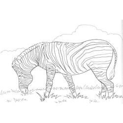 Página para colorir: Zebra (animais) #12958 - Páginas para Colorir Imprimíveis Gratuitamente