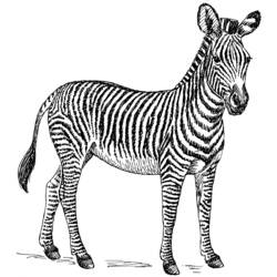 Página para colorir: Zebra (animais) #12960 - Páginas para Colorir Imprimíveis Gratuitamente