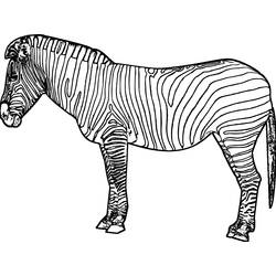 Página para colorir: Zebra (animais) #12961 - Páginas para Colorir Imprimíveis Gratuitamente