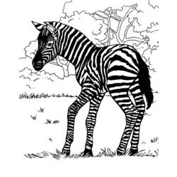 Página para colorir: Zebra (animais) #13027 - Páginas para Colorir Imprimíveis Gratuitamente