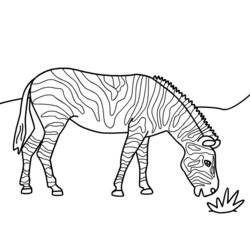 Página para colorir: Zebra (animais) #13035 - Páginas para Colorir Imprimíveis Gratuitamente