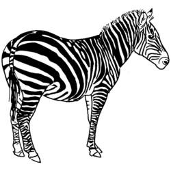 Página para colorir: Zebra (animais) #13039 - Páginas para Colorir Imprimíveis Gratuitamente
