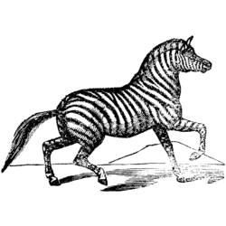 Página para colorir: Zebra (animais) #13077 - Páginas para Colorir Imprimíveis Gratuitamente