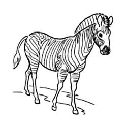 Página para colorir: Zebra (animais) #13085 - Páginas para Colorir Imprimíveis Gratuitamente