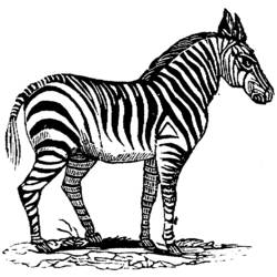 Página para colorir: Zebra (animais) #13094 - Páginas para Colorir Imprimíveis Gratuitamente