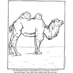 Página para colorir: Zoológico (Animais) #12750 - Páginas para Colorir Imprimíveis Gratuitamente