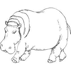 Página para colorir: Zoológico (Animais) #12793 - Páginas para Colorir Imprimíveis Gratuitamente