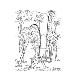 Página para colorir: Zoológico (Animais) #12814 - Páginas para Colorir Imprimíveis Gratuitamente