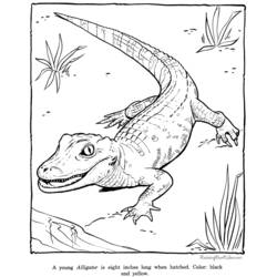 Página para colorir: Zoológico (Animais) #12820 - Páginas para Colorir Imprimíveis Gratuitamente