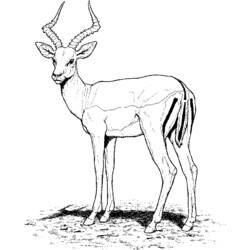Página para colorir: Zoológico (Animais) #12844 - Páginas para Colorir Imprimíveis Gratuitamente